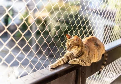 Imagem Ilustrando Rede Forte